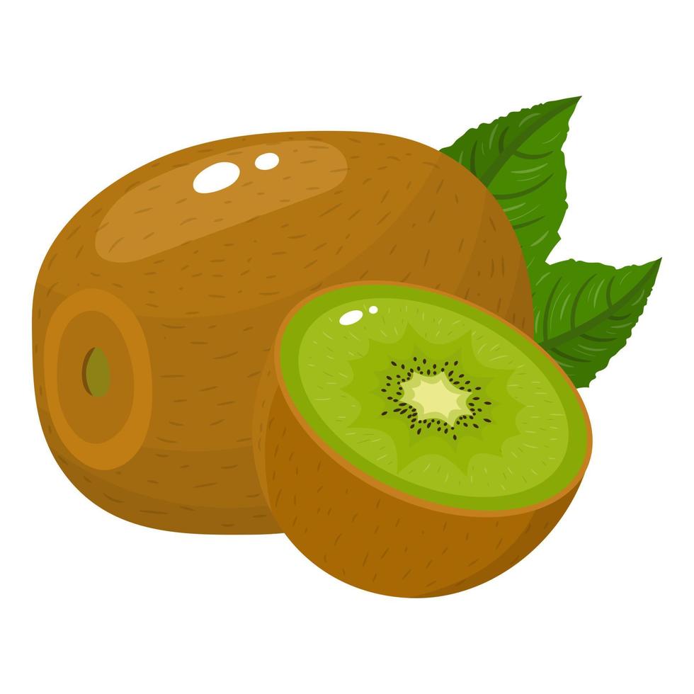 verse hele en halve kiwi's met bladeren geïsoleerd op een witte achtergrond. zomerfruit voor een gezonde levensstijl. biologisch fruit. cartoon-stijl. vectorillustratie voor elk ontwerp. vector