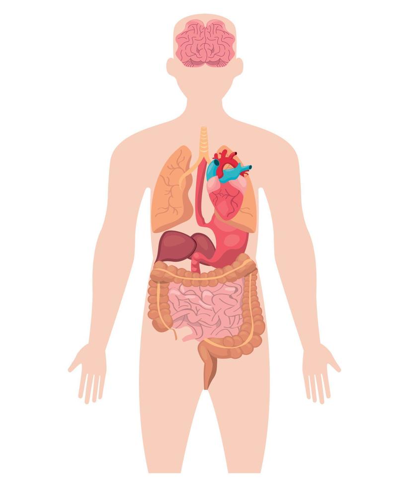 menselijk mannelijk lichaam vector
