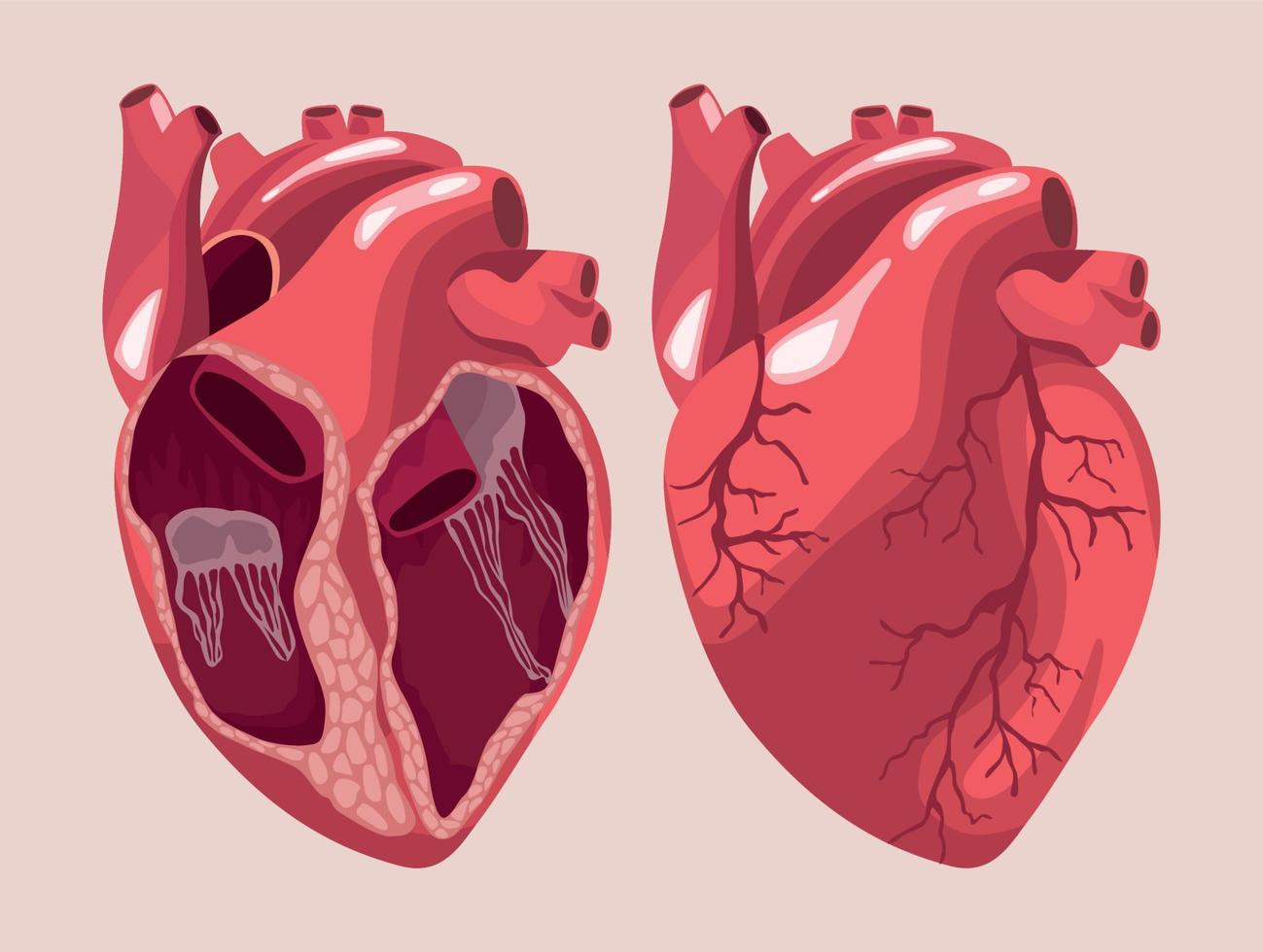 realistische harten menselijke organen vector