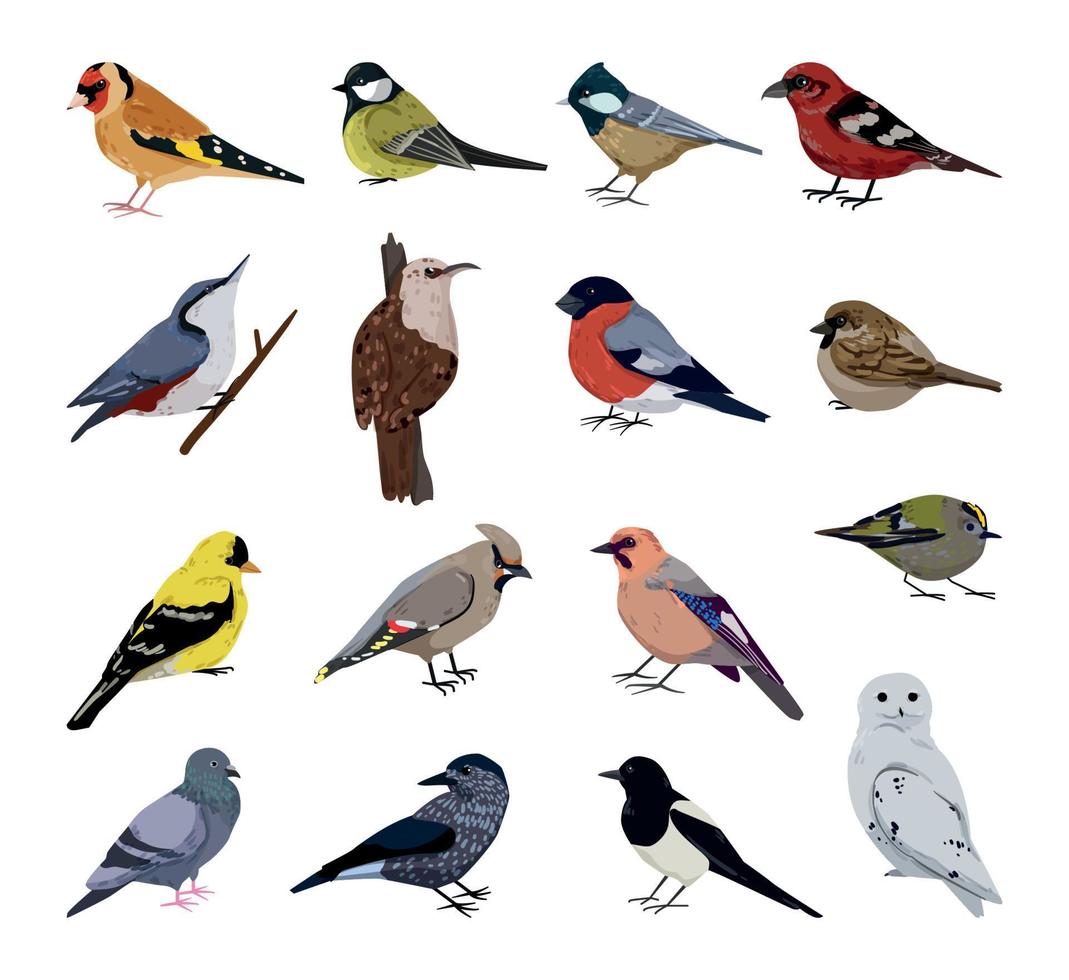 winter vogels set vector