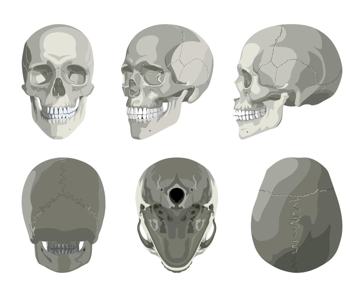 schedel in verschillende projecties vector