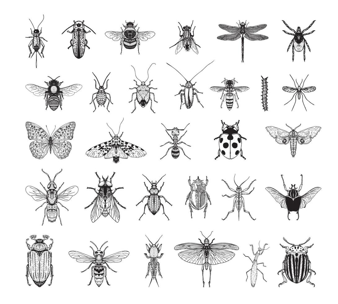 insectenillustraties in kunstinktstijl vector