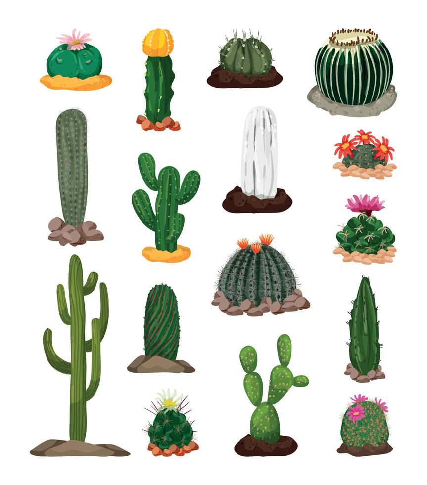 set van realistische cactussen vector