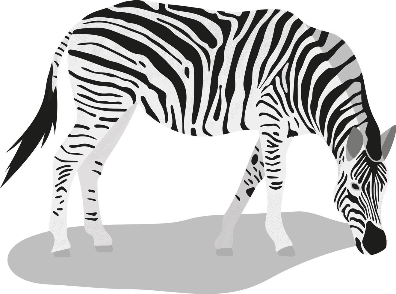 geïsoleerde staande zebra. vectorillustratie in vlakke stijl vector