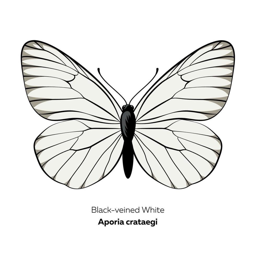 zwart-geaderde witte vlinder, aporia crataegi, vectorillustratie vector