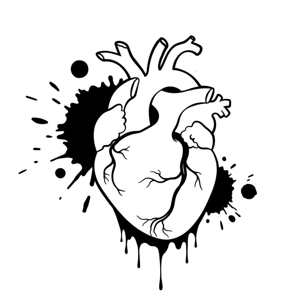 hand getekend menselijk hart. anatomisch realistisch druipend hart, zeer fijne tekeningen, vectorillustratie vector