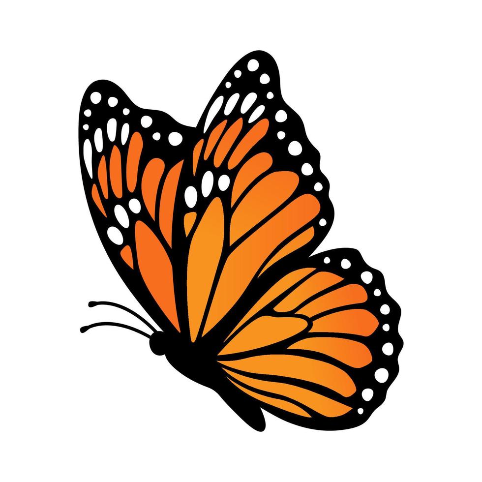 monarchvlinder, zijaanzicht. vectorillustratie geïsoleerd op een witte achtergrond vector