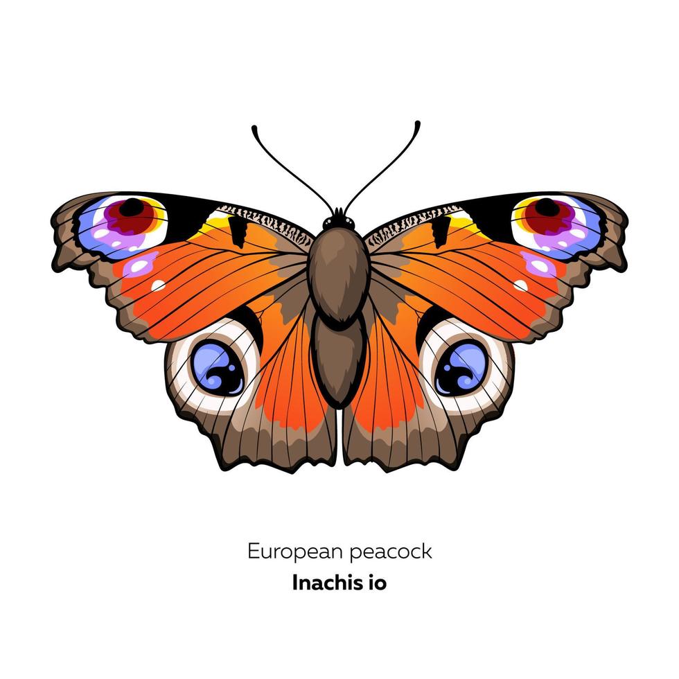 europese pauwvlinder, inachis io, vectorillustratie vector