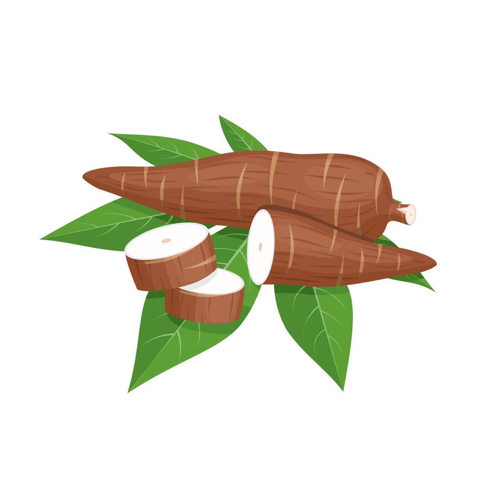 vectorillustratie, cassave wortel, manihot esculenta, ook bekend als maniok en bladeren, geïsoleerd op een witte achtergrond, als een spandoek, poster of nationale tapioca dag sjabloon. vector