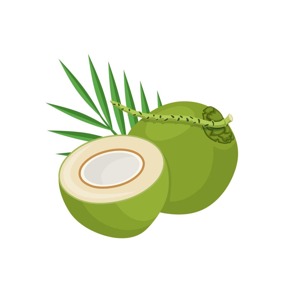 vectorillustratie, kokos en bladeren geïsoleerd op een witte achtergrond, als een spandoek, poster of sjabloon, wereld kokos dag. vector