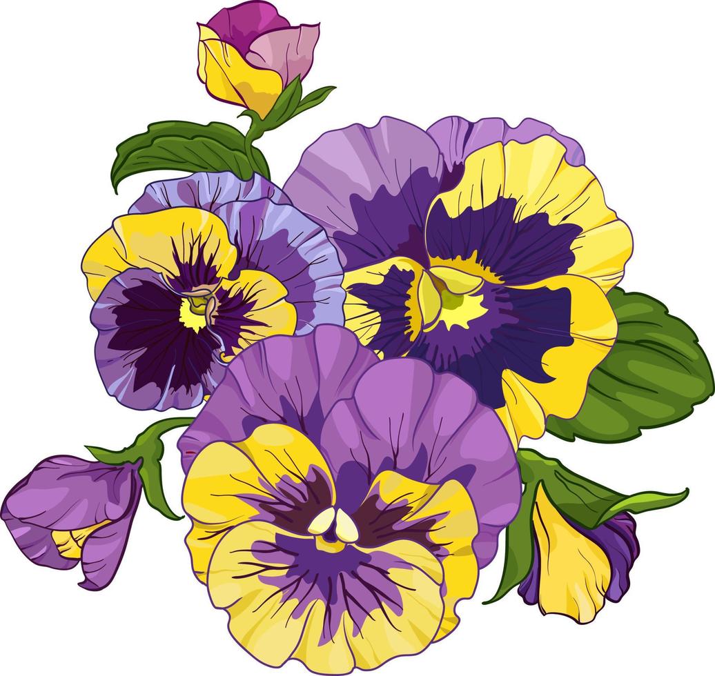 bloem arrangement van viooltjes geïsoleerd Aan een wit achtergrond. boeketten altviool, geel en Purper bloemen groen bladeren. vector illustratie