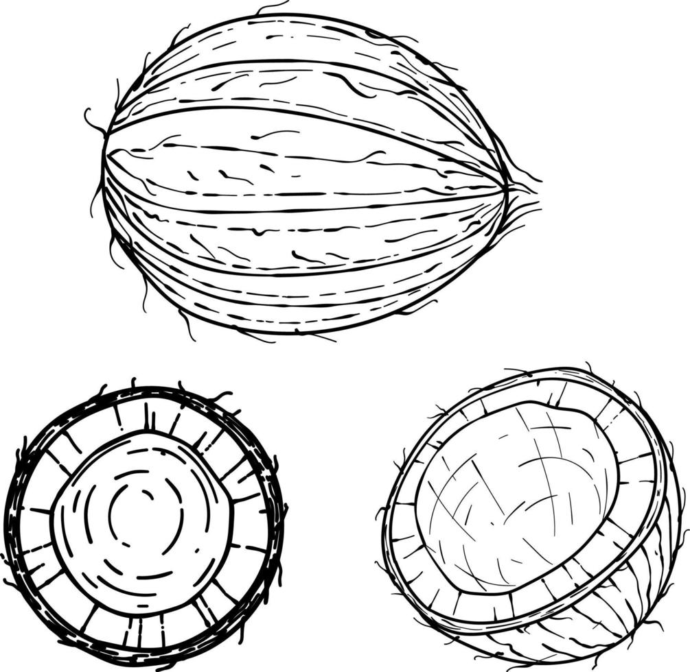 hand- getrokken kokosnoot. schetsen vector tropisch voedsel illustratie. kokosnoot palm fruit geïsoleerd Aan een wit achtergrond