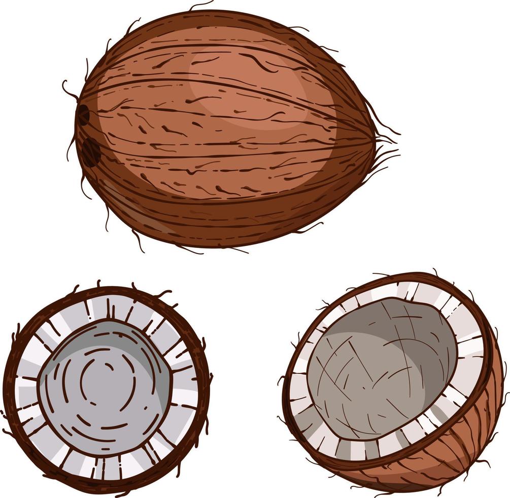 hand- getrokken kokosnoot. schetsen vector tropisch voedsel illustratie. kokosnoot palm fruit geïsoleerd Aan een wit achtergrond
