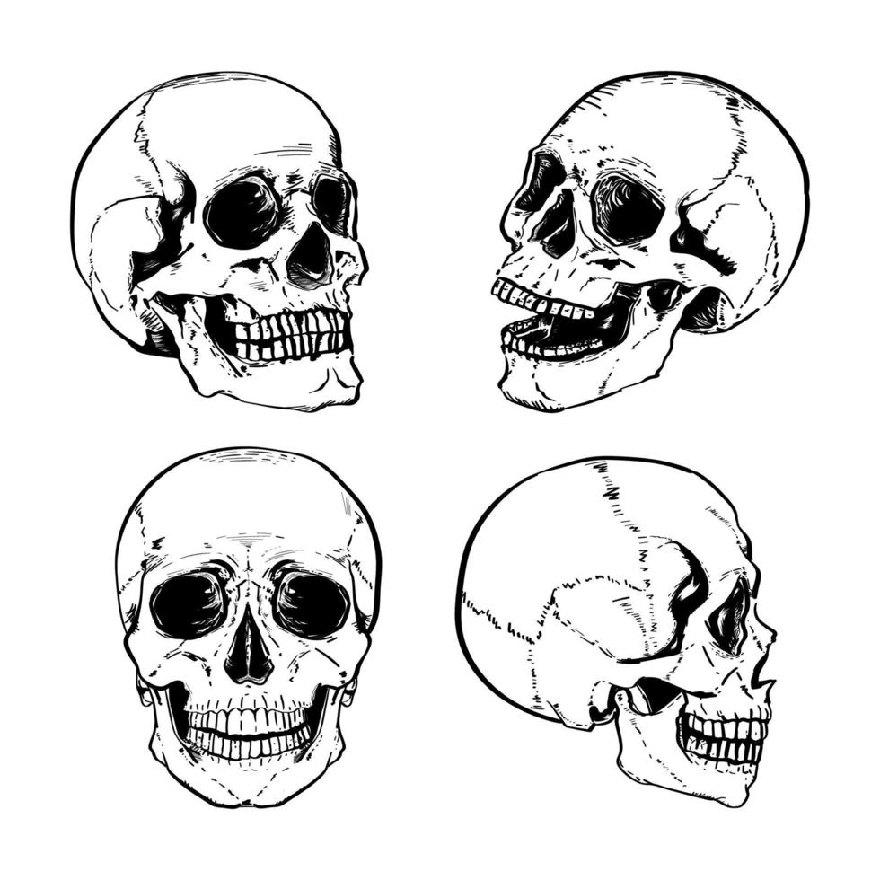 realistisch hand- getrokken inkt pen gedetailleerd schedel vector