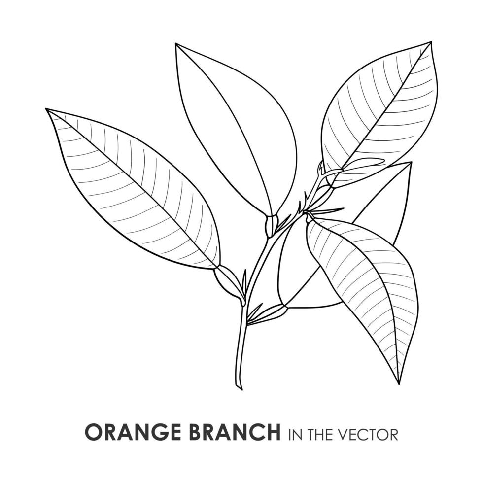 vector contour tekening van een oranje Afdeling Aan een wit achtergrond