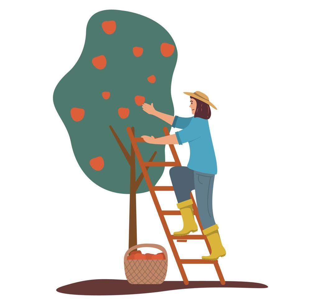 meisje oogsten appels. fruit boom. rijp rood appels mand . vrouw boer karakter tekenfilm vlak illustratie vector.picking appel. vector