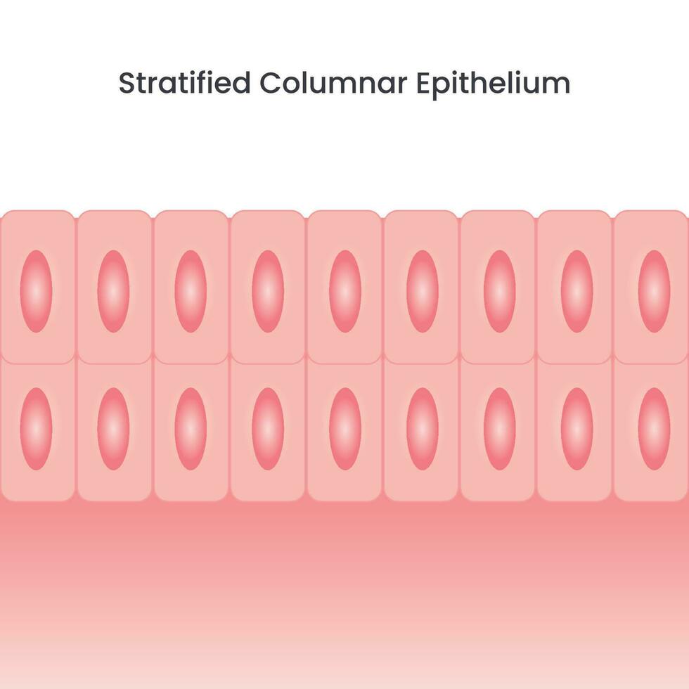 gestratificeerd kolomepitheel vector