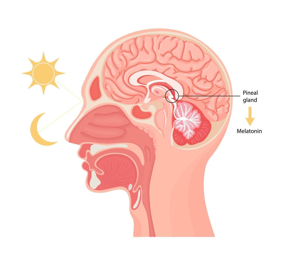 melatonine hormoon. pijnappelklier klier anatomisch kruis sectie. vector