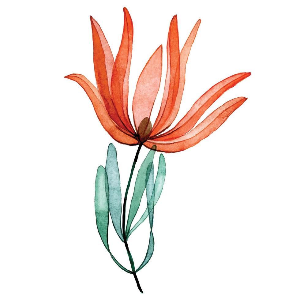 waterverf tekening. transparant tropisch protea bloem. röntgenstraal vector