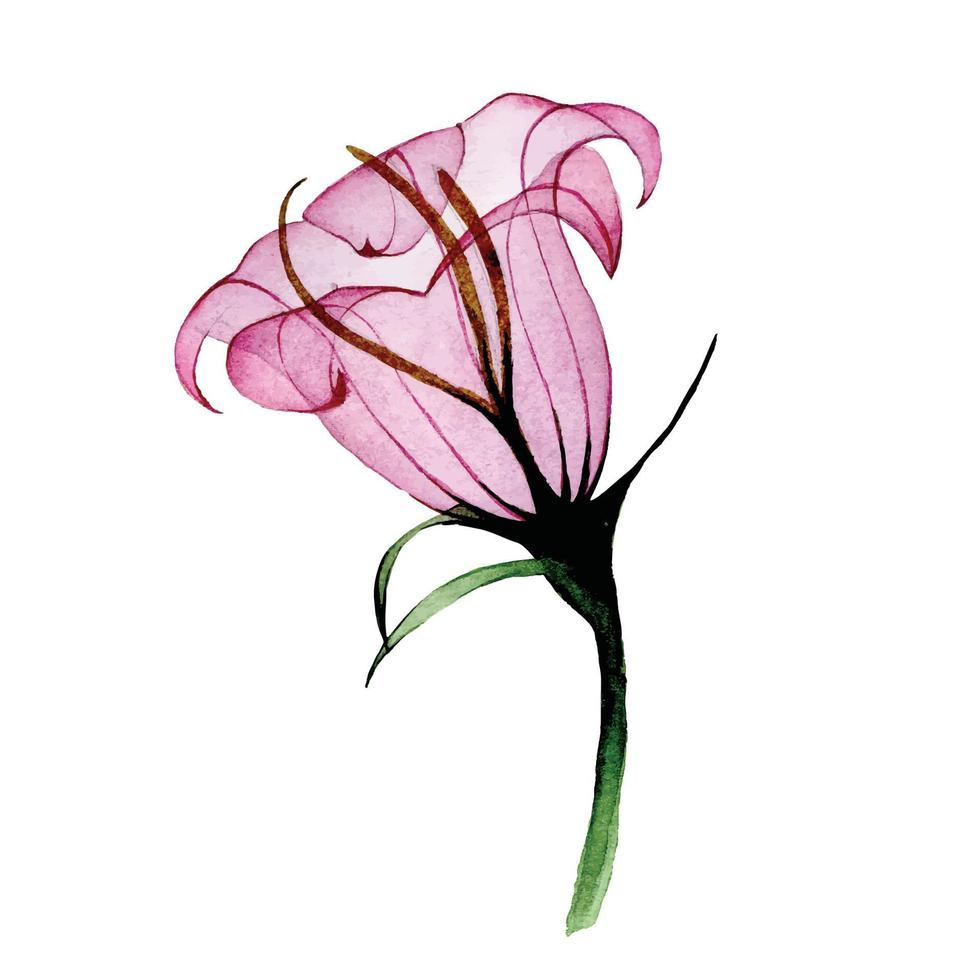 waterverf transparant roze tropisch bloem. geïsoleerd Aan wit achtergrond transparant bloem van pastel kleur. ontwerp voor kaarten, bruiloften, uitnodigingen vector