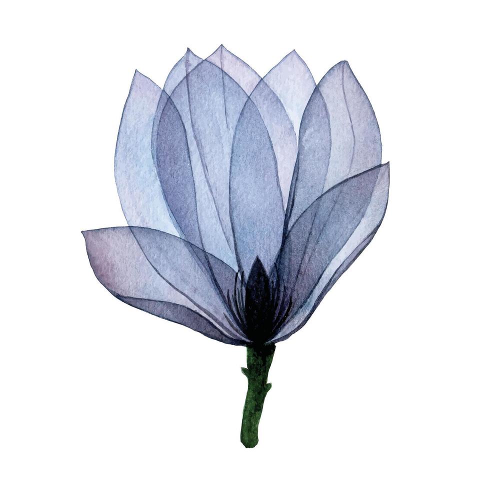 waterverf tekening transparant magnolia bloem. transparant bloem blauw geïsoleerd element. vector