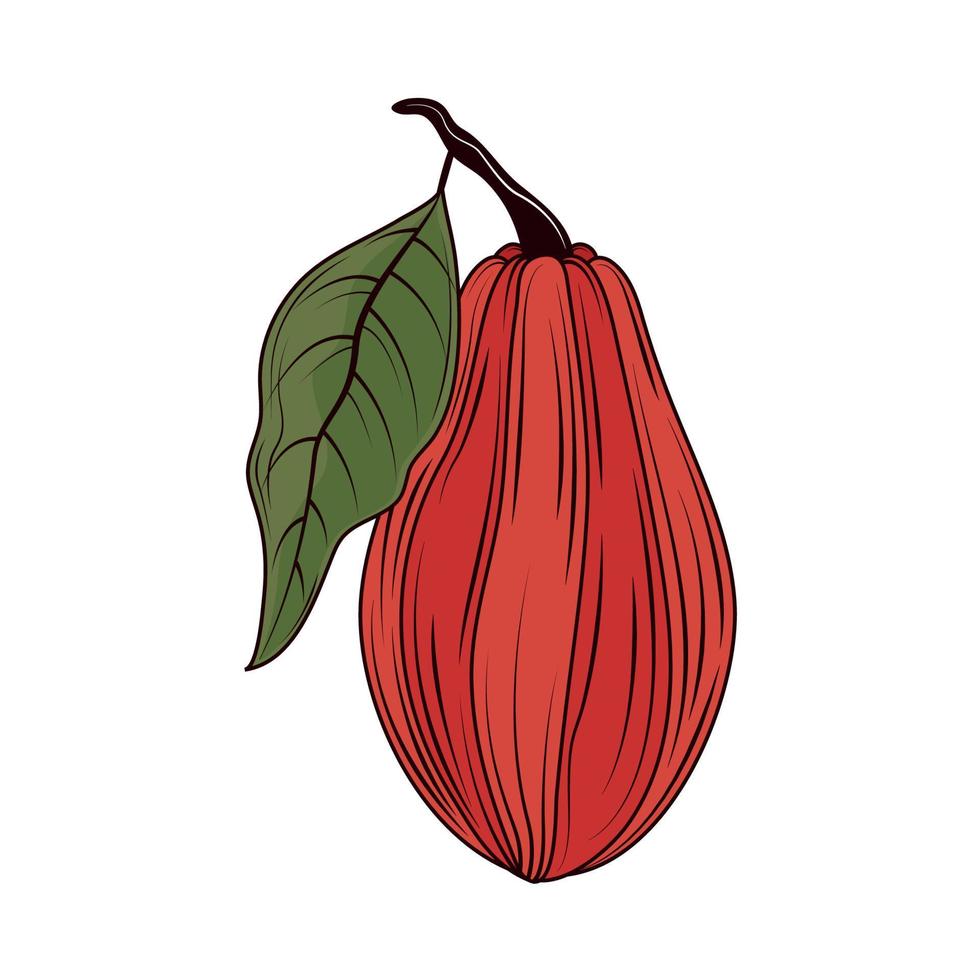 cacao natuurlijk icoon vector