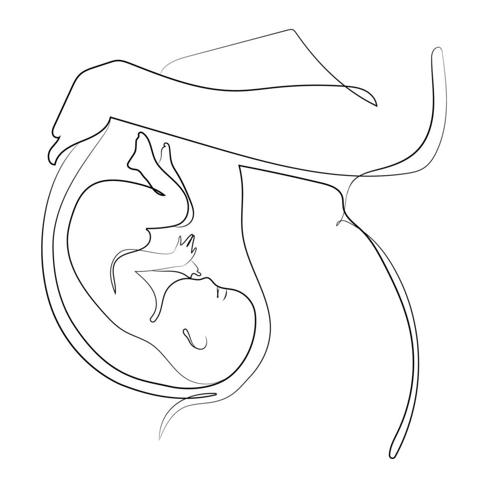 zwanger vrouw minimaal kunst lijn tekening Aan wit geïsoleerd achtergrond.vector illustratie. zwanger vrouw buik met baby in baarmoeder, anatomisch plaats van de embryo, doorlopend lijn tekening vector