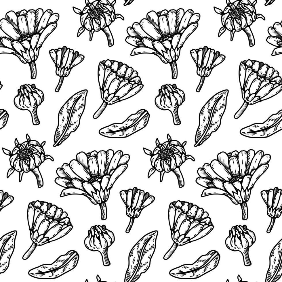 hand- getrokken calendula naadloos patroon. geneeskrachtig fabriek plantkunde ontwerp. vector illustratie in schetsen stijl