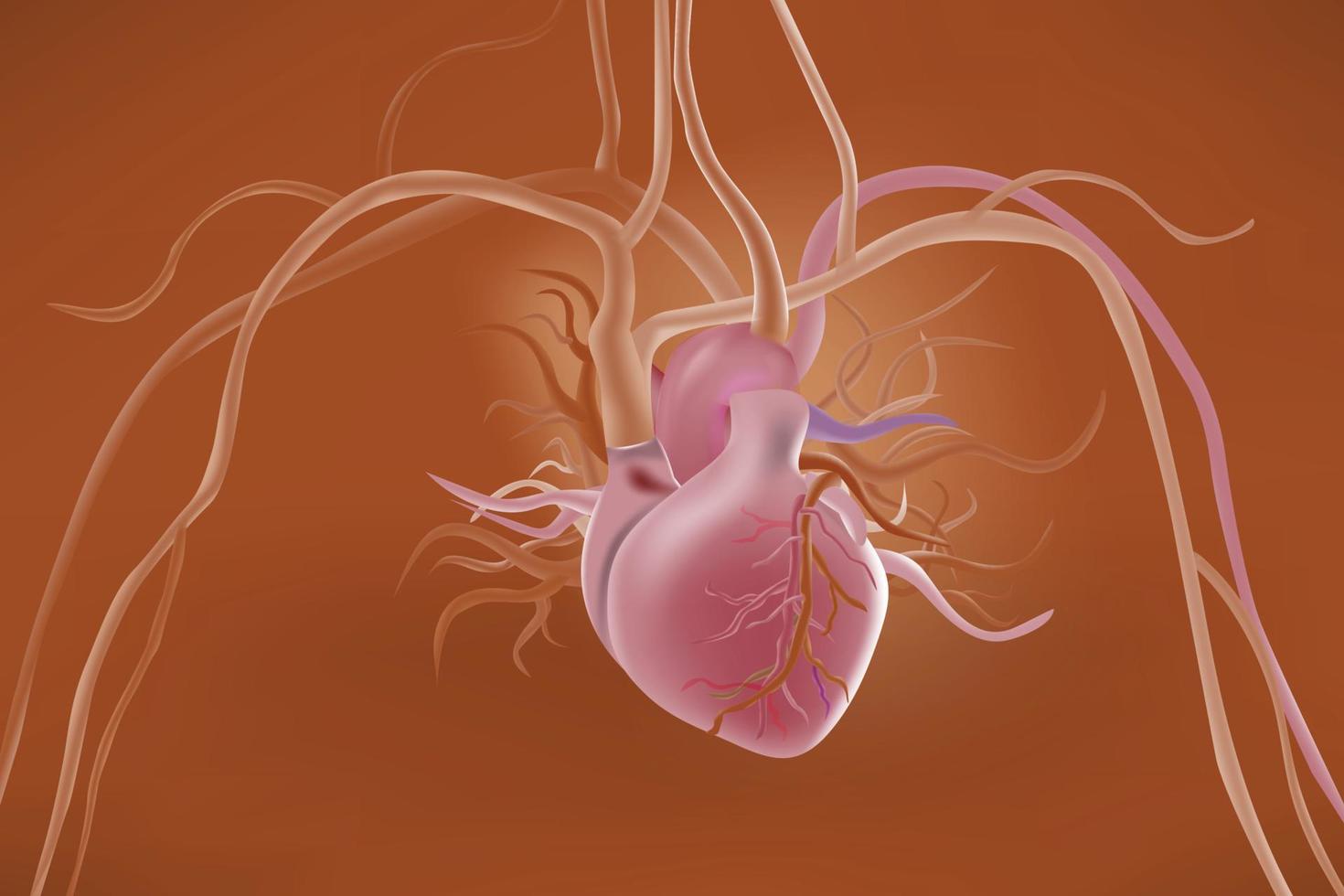 cardiovasculair fysiek systeem vector