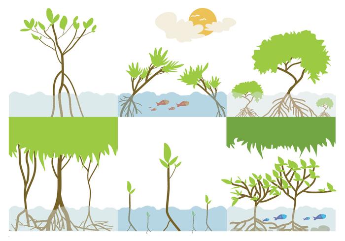 Mangrove ecosystemen vector