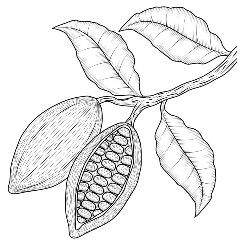 cacao fruit en doorbladert vector