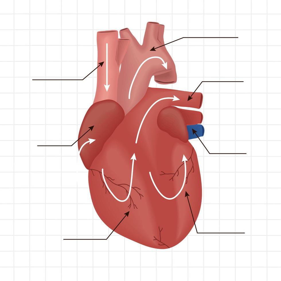 realistisch menselijk hart vector