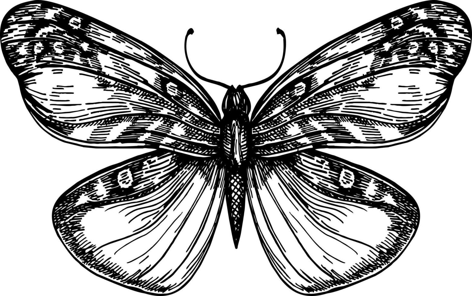 vlinder met Open Vleugels top visie, de symmetrisch tekening grafiek schetsen. uit de vrije hand lineair zwart inkt hand- getrokken logo in kunst retro kattebelletje ontwerp stijl pen Aan papier. gravure, inkt, lijn kunst, vector