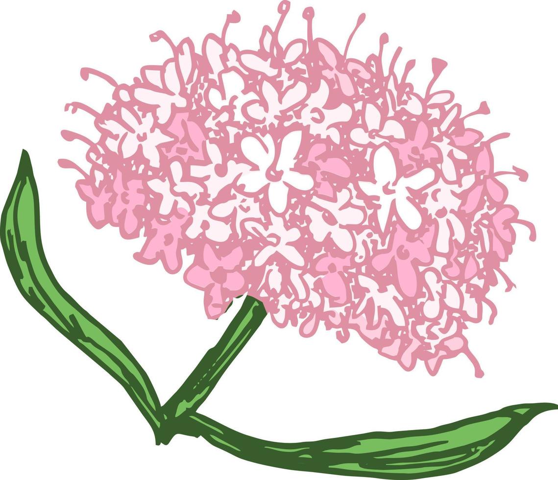 hand- getrokken valeriaan met bladeren en bloemen. valeriaan officinalis. medisch kruiden. Woud fabriek. vector illustratie gegraveerde