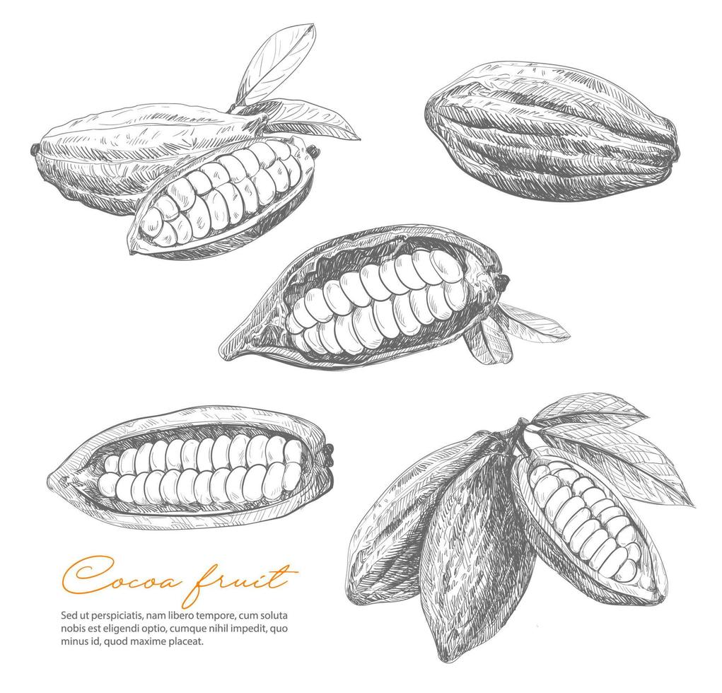 cacao schetsen, bonen van chocola of cacao fabriek vector