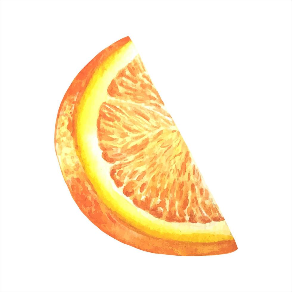 een plak van oranje . waterverf illustratie, hand getekend, geïsoleerd. vector