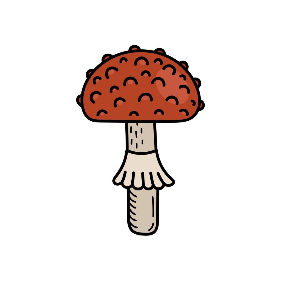 schattig paddestoel in tekening stijl. giftig paddestoel, vlieg zwam, paddenstoel. vector geïsoleerd hand- illustratie