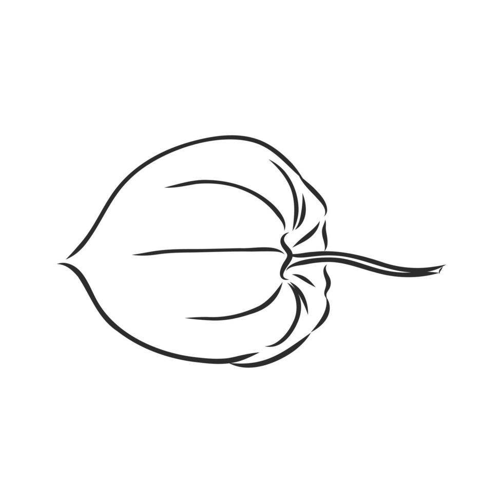 physalis vector schetsen