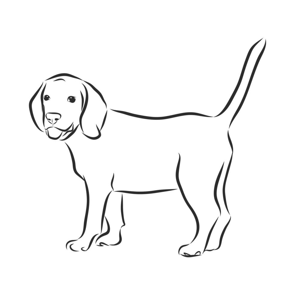 hond vector schets