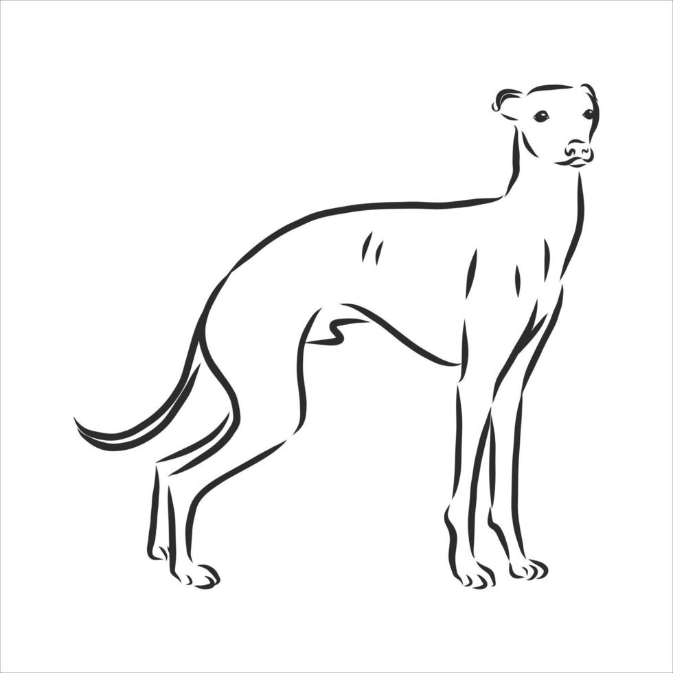 hond vector schets