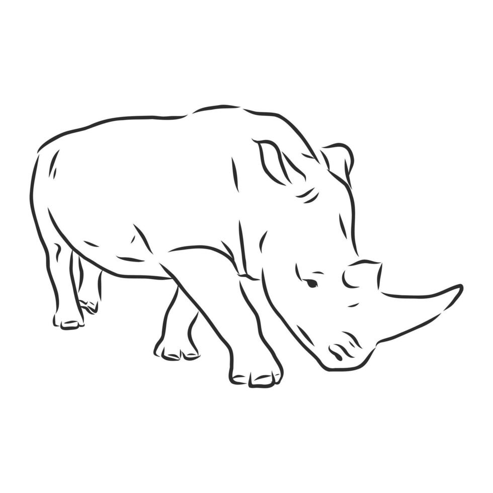 neushoorn vector schetsen