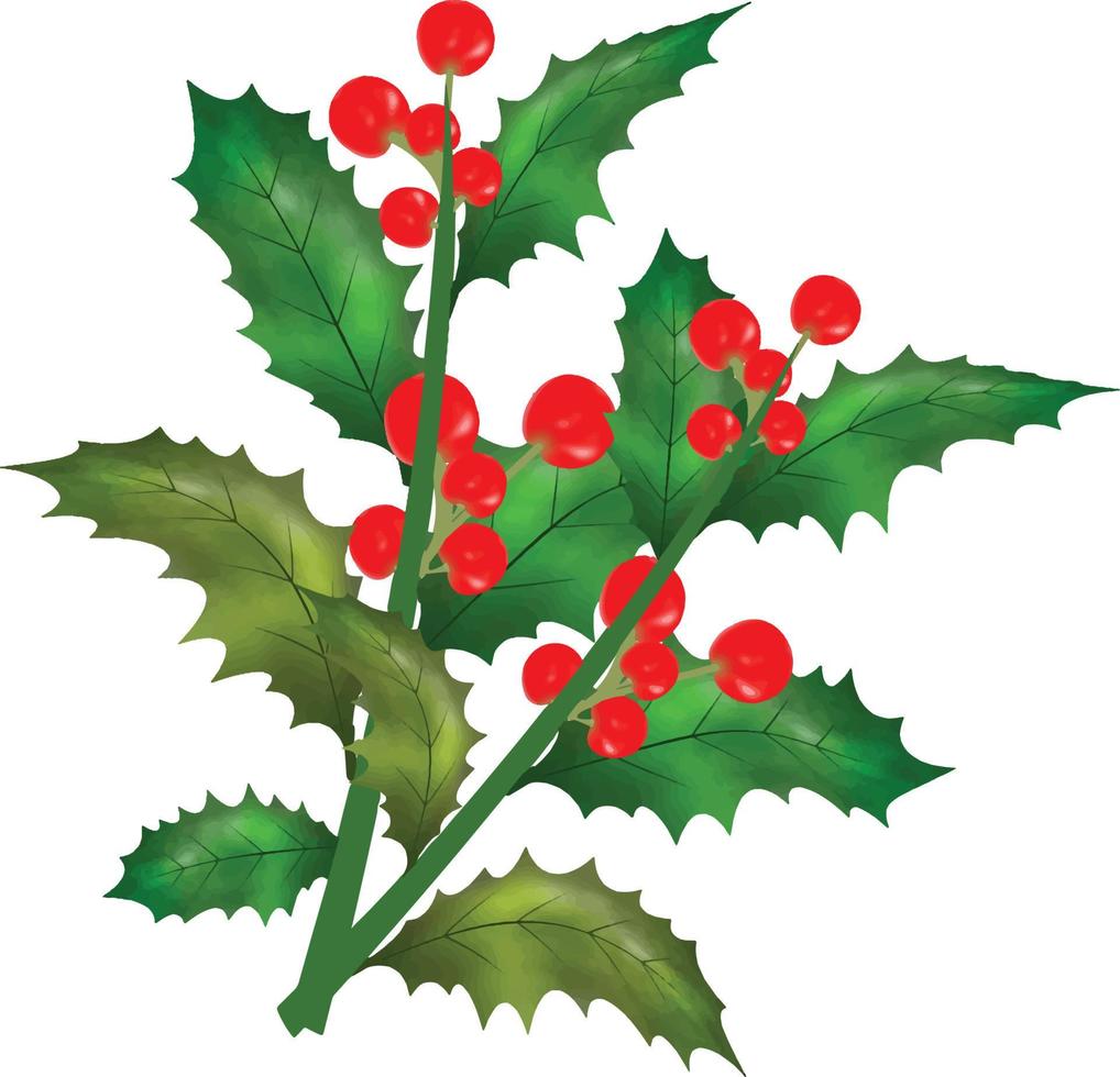 Kerstmis symbool vector illustratie. Kerstmis hulst bladeren en takken met winter rood bessen waterverf vector illustratie voor decoratief element. vector reeks van Kerstmis groenblijvend hulst bladeren.