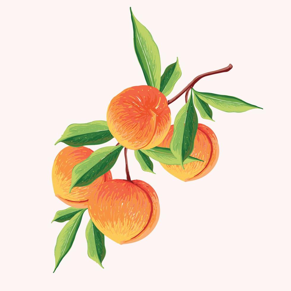 perzik fruit in een Afdeling. botanisch illustratie van perzik. voor de helft perzik en bladeren. vector
