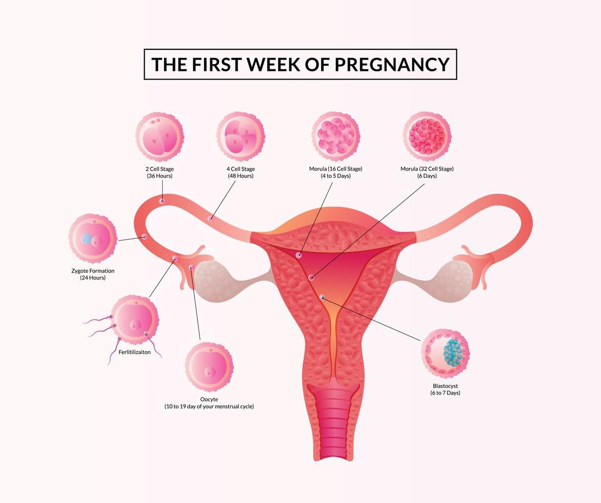 de eerste week van zwangerschap, stadia van menselijk embryonaal ontwikkeling van ovulatie naar implantatie. vector