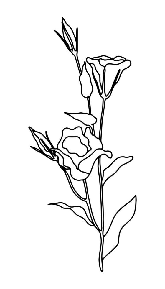 Eustoma bloemen in doorlopend lijn kunst tekening stijl. tekening bloemen met bloemen bloeiend. vector