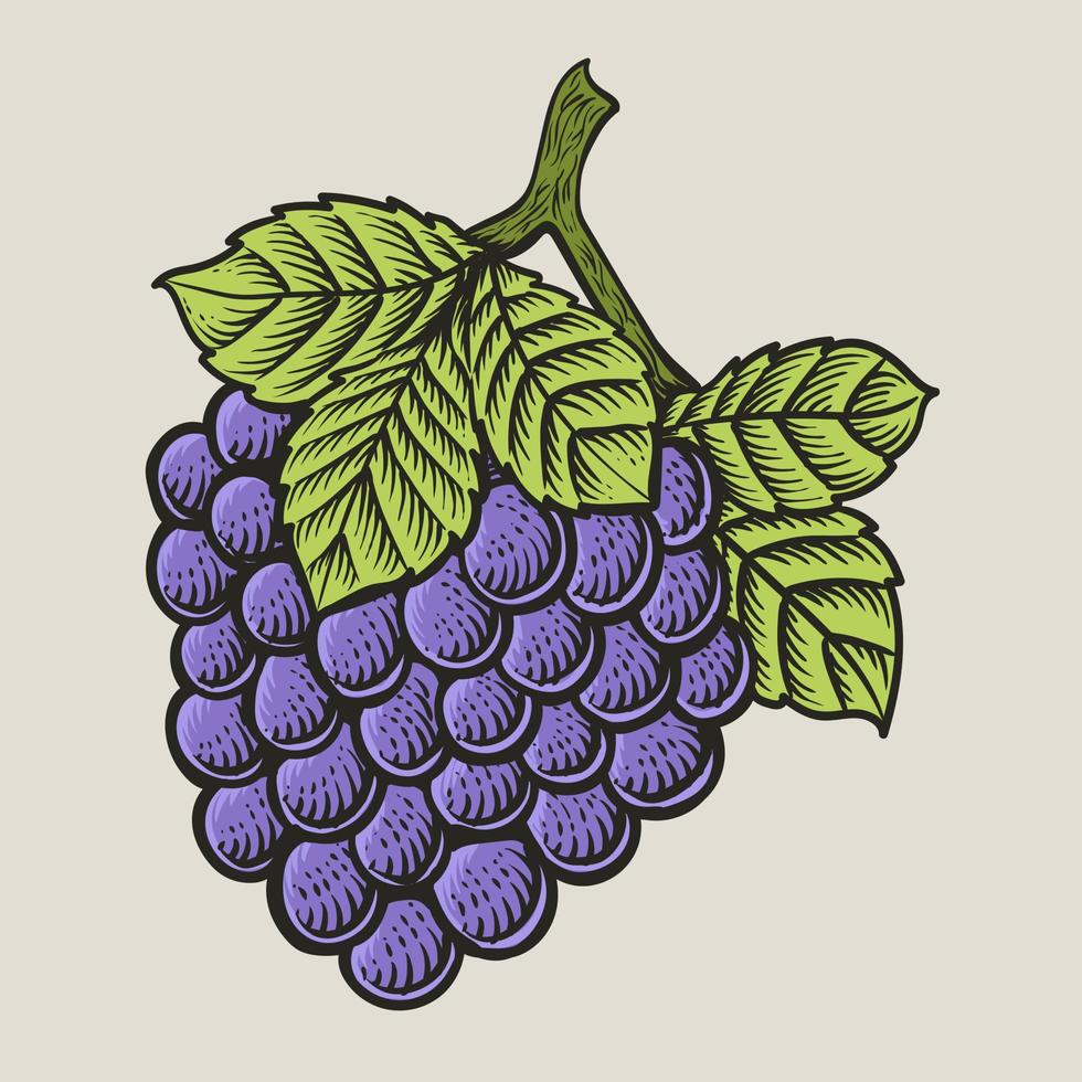 illustratie wijnoogst druif fruit met gravure stijl vector