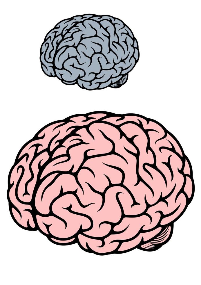 menselijk geïsoleerd hersenen vector