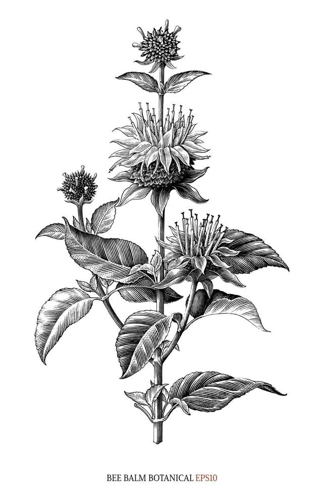 bij balsem botanisch hand- tekening wijnoogst gravure stijl vector