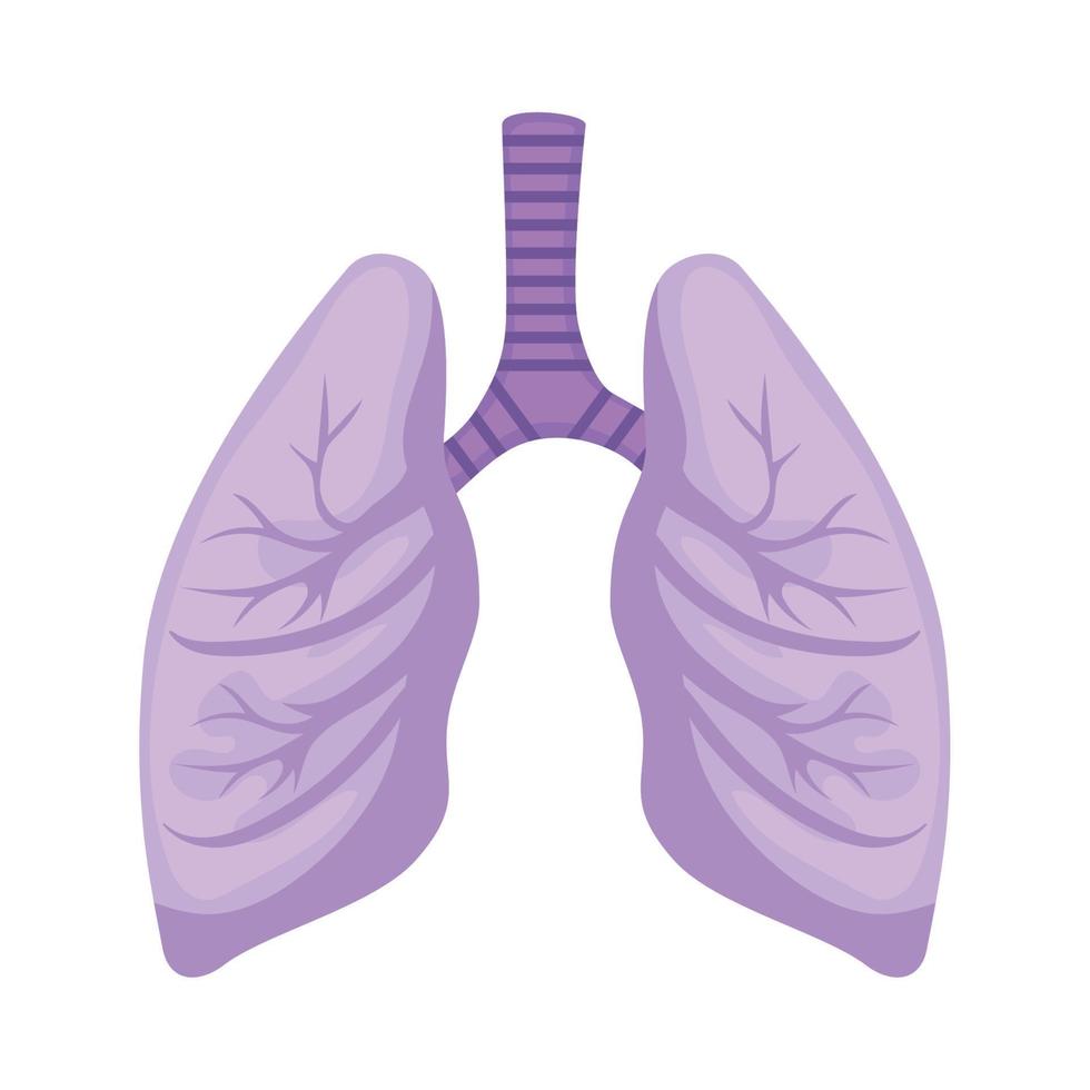 lila longen mensen organen vector