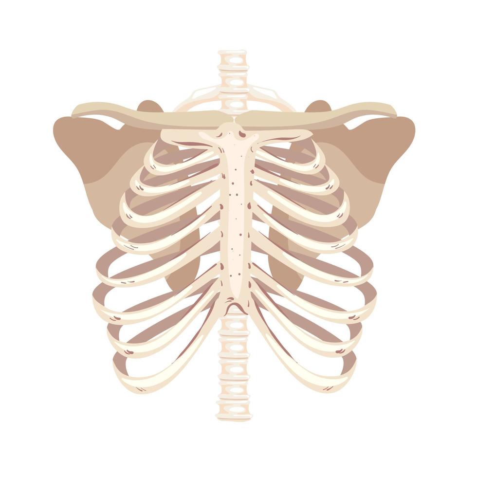 skelet menselijk ribben vector